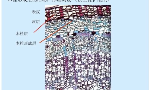 阿昔洛韦主治什么网—知名的阿昔洛韦的用处网站,分享阿昔洛韦的疗效知识